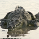 Illustration for article titled Sunday Crocodilian - Crocodylus acutus Edition